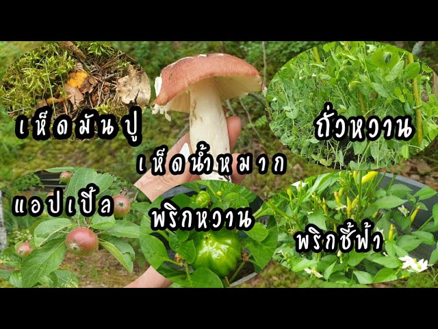 บ้านพัก