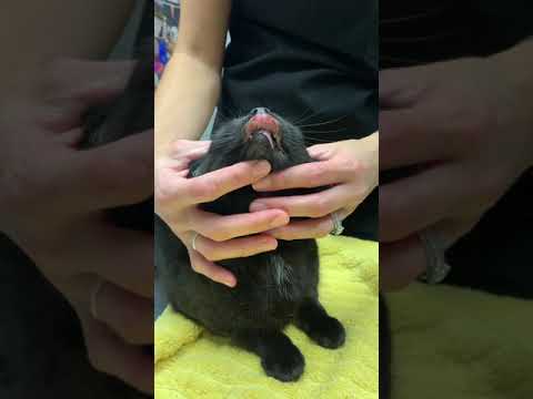 Rodent ulcer in a cat with a fake Seresto collar