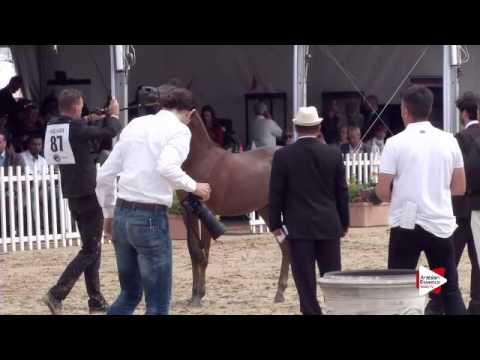 N.87 LUIGI - Menton 2015 - Yearling Colts 1 year old (Class 6A)