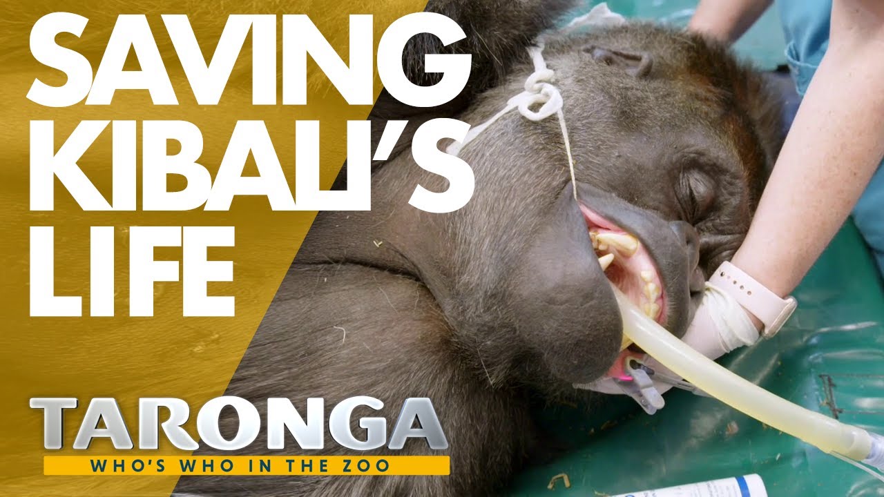 Taronga Vets operate on a Silverback Gorilla | Taronga: Who's Who in the Zoo