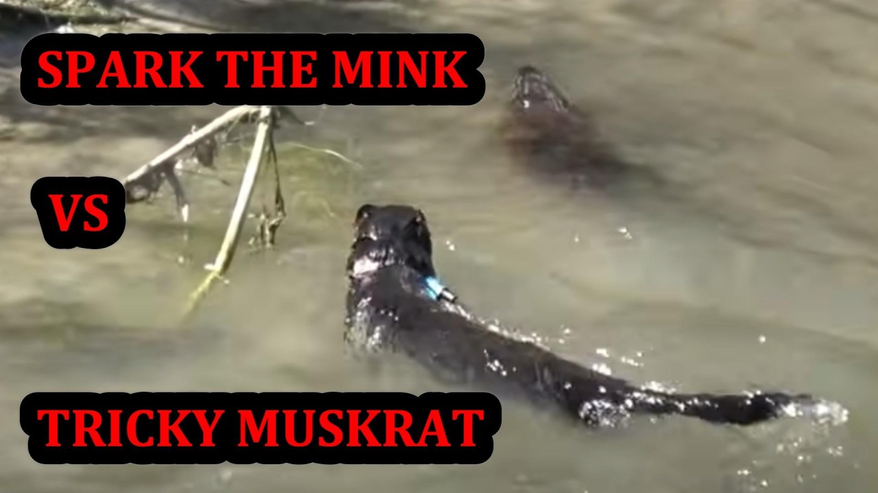 Spark Catching a Particularly Tricky Muskrat