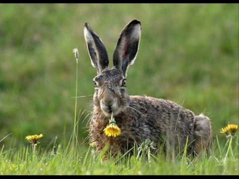Zvonko Bogdan Kad sam bio mladjan lovac ja