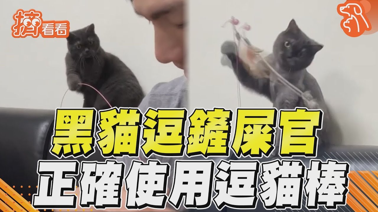 影音/黑貓角色對調挑逗鏟屎官! 網友笑稱:正確使用逗貓棒