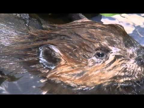 Help Give Wildlife a Second Chance