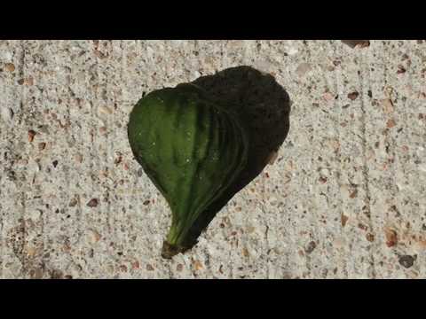 Don't kill your brother's