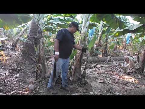 CAN A BANANA SPROUT BE PULLED OFF IF THE MOTHER PLANT HAS NOT PRODUCED A BUNCH?