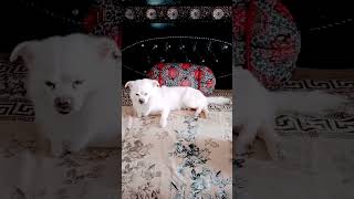 Download lagu #love #bollywood #viral #youtubeshorts #comedy #funny #dog #pets #shorts #shortvideo #cute #trending mp3