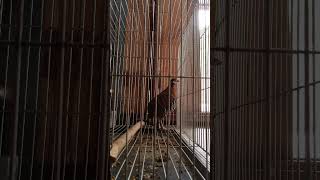 Download lagu suara pikat burung puyuh gonggong/ukung gayo mp3 Download lagu suara pikat burung puyuh gonggong/ukung gayo mp3