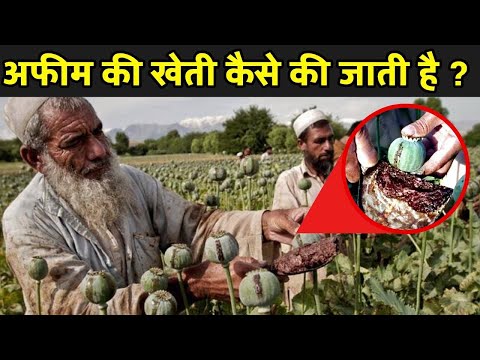 अफीम की खेती से किसान ऐसे बनते हैं लखपति | Afeem farming In India | Opium Farming