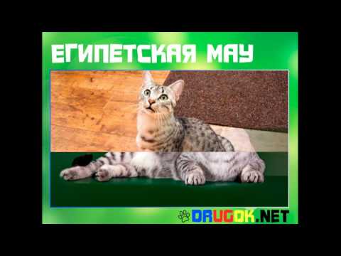 Египетская мау