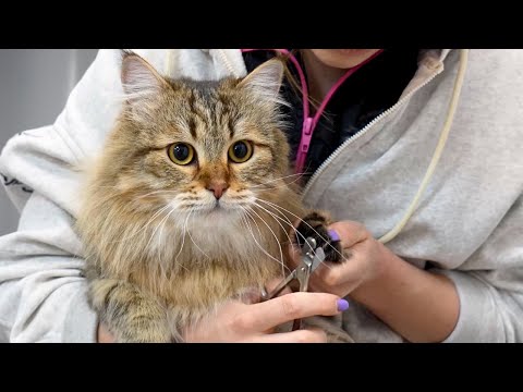 Siberian Forest Cats Might Be The Best Cats In The World