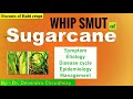 #diseases of #sugarcane | Whip smut