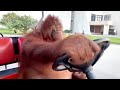 Orangutan Driving A Golf Cart  For 2 Minutes 😭