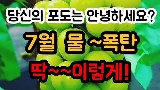 #샤인머스켓 #시설비닐비가림하우스 #여름과일  #유튜브 #장마 #일기예보