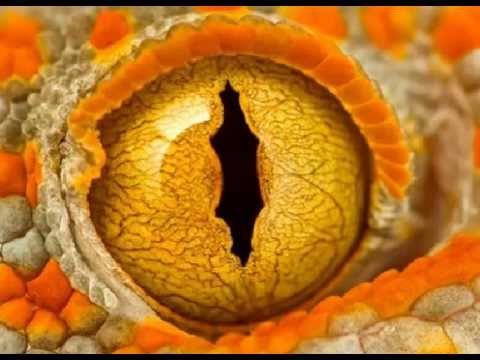 Sarp Yilmaz - Dinosauria