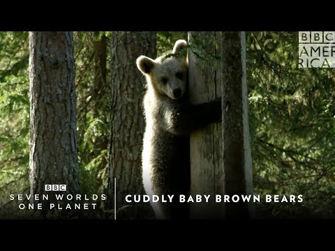 Cuddly Baby Brown Bears | Seven Worlds, One Planet | Saturdays at 9pm | BBC America