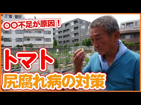 トマトの黒いお尻と自然に戦うにはどうすればよいですか？  庭園
