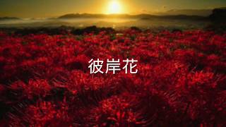 オリジナル曲/彼岸花⚠️イヤホン推奨