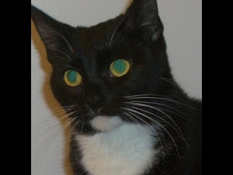 Return of the Caped Crusaders! Celebrating 1000 Subscribers: Thank You!! Thank You!! Thank You!!