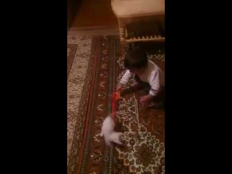 Kedi 😻 Kedicik ben seni çok severim