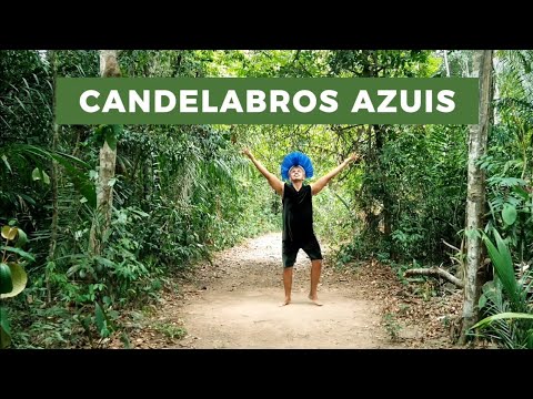 Candelabros Azuis - Boi Caprichoso