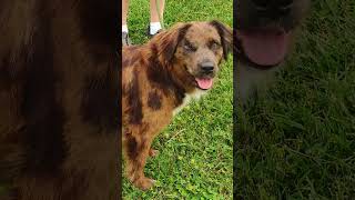 Video preview image #1 Australian Shepherd-Unknown Mix Puppy For Sale in Cookeville, TN, USA