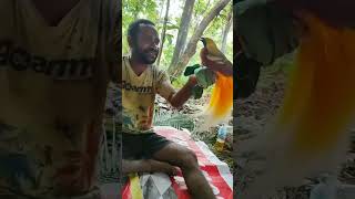 Download lagu burung cendrawasih asli Indonesia? #shorts mp3 Download lagu burung cendrawasih asli Indonesia? #shorts mp3