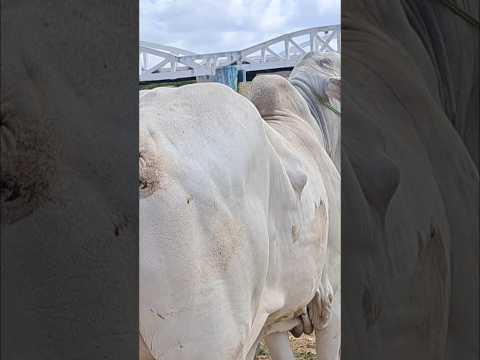 Feira do gado Taperoá Paraíba