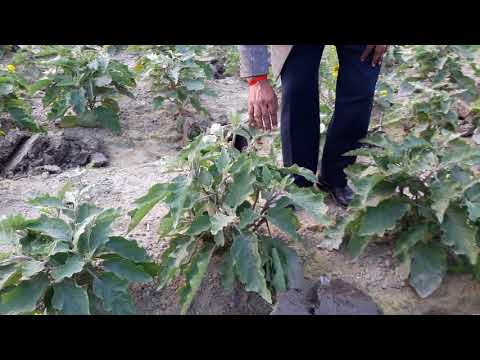 বিটি বেগুনের প্রদর্শনী পরিদর্শন-২