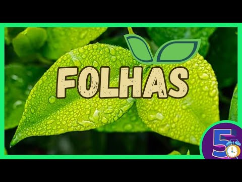 Tipos de Folhas: Como a Natureza se Adapta ao Ambiente?