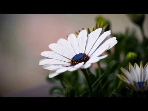 DANIEL HIRTIE - CANTAREA MEA