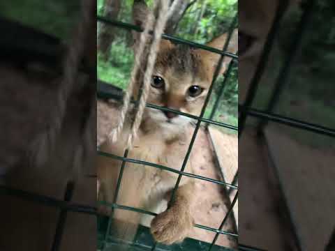Jungle cat#/Sri Lanka/🇱🇰🇱🇰/national park