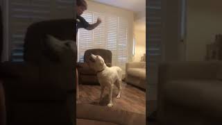 Video preview image #1 Great Pyrenees Puppy For Sale in Garland, TX, USA