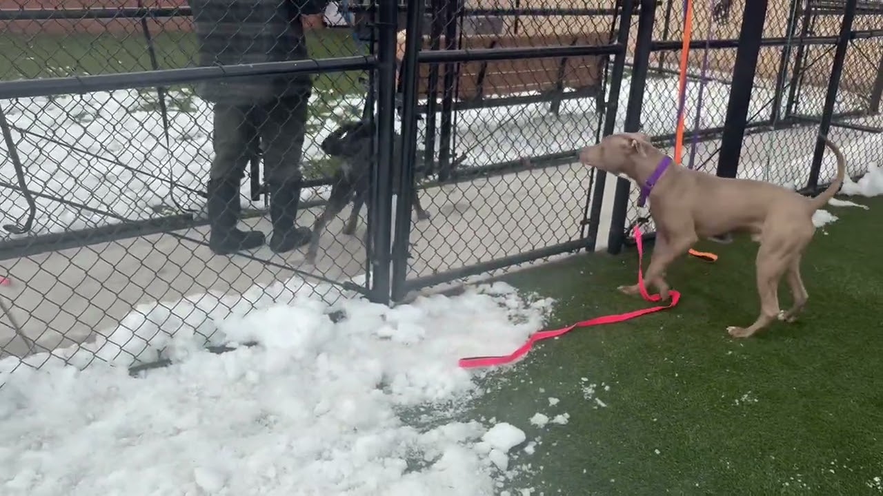 Milly Noon, a Adoptable Mixed Breed in Dover, NH video 6/6