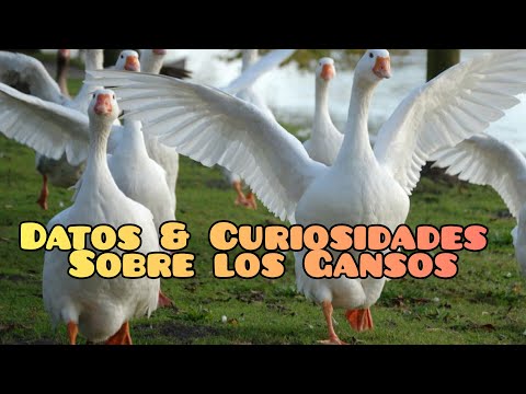Curiosities that you may not have known about Geese