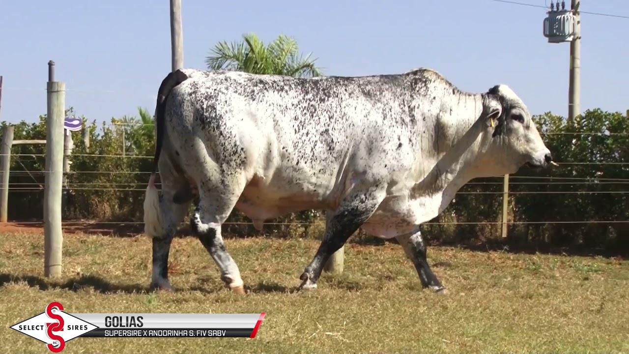 Vídeo GOLIAS SUPERSIRE FIV SABV