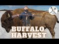 Flintlock Bison Harvest in Wyoming