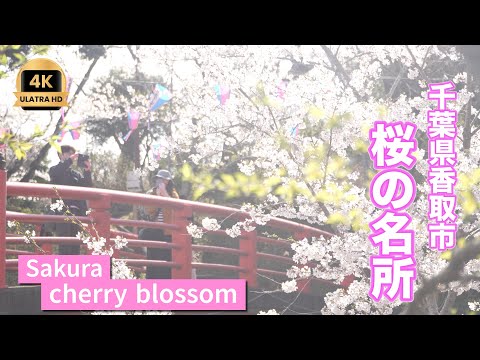 小見川城山公園 桜まつり