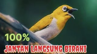 Download lagu Suara Pleci betina buat pancingan agar jantan  cepat ngalas mp3 Download lagu Suara Pleci betina buat pancingan agar jantan  cepat ngalas mp3