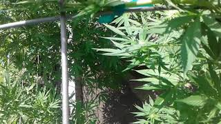 Breezy like a Sunday morning 🌲🦋