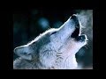 (Cover) Phildel- The Wolf 