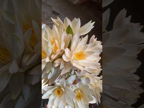 🙏🙏🙏🙏❤️❤️❤️ #like #love like share subscribe my channel