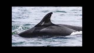 Adopt a dolphin Update June 2023 | Whale and Dolphin Conservation
