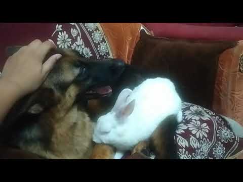 Dog And Rabbit Playing ( ciri and rabbit playing )