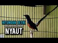 murai batu gacor AMPUH buat PANCINGAN murai batu agar bunyi JADIKAN burung murai gacor EMOSI