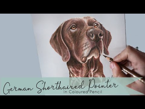 German Shorthaired Pointer Drawing // COLOURED PENCIL