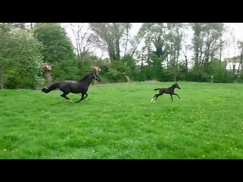 *2017 Stutfohlen von Sezuan