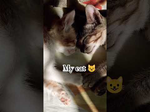 my cat #song #nishu #new 🐈🐈