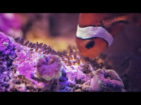 Clownfish hatching after 4 years DAY 1