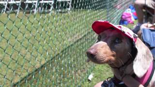 preview picture of video 'Buda Wiener Dog races 2010'